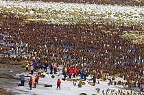 Tourists from cruise ship watching King Penguin colony {Aptenodytes patagonicus} and Elephant seals, Gold Harbour, South Georgia, November 2006