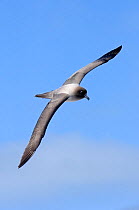 Light-mantled sooty albatross {Phoebetria palpebrata} in courtship flight, Gold Harbour, South Georgia, November