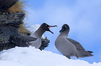 Light-mantled sooty albatross {Phoebetria palpebrata} pair on snow covered nest ledge, courting in early spring, Gold Harbour, South Georgia, November