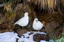 Pale-faced / Snowy Sheathbill {Chionis alba} pair at prospective nest site, South Georgia, November