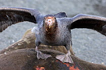 Southern Giant Petrel {Macronectes giganteus} feeding on seal carcass, South Georgia