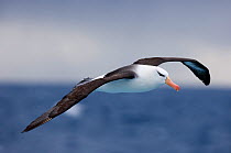 Black-browed albatross {Thalassarche melanophrys} in flight over the Southern Ocean, nr South Georgia, November