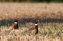 Two cock Pheasant {Phasianus colchius} in stubble field, Norfolk, UK, January