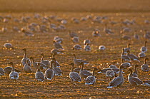 Flock of Pink-footed Geese {Anser brachyrhynchus} on crop field, Norfolk, UK