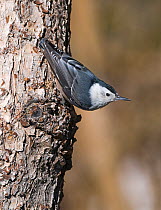 White-breasted nuthatch {Sitta carolinensis} on tree trunk, Scandia Crest, New Mexico, USA