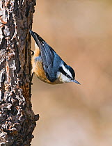 Red-breasted nuthatch {Sitta canadensis} New Mexico, USA, January