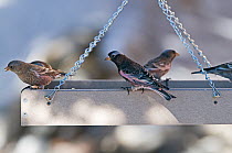 Black Rosy-Finch {Leucosticte atrata} sharing bird table with Gray-crowned Rosy Finches {Leucosticte  tephrocotis} at Scandia Crest, New Mexico, USA, January