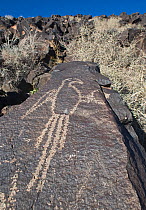 Native american Pueblo Macaw petroglyph, Petroglyph National Monument, Albuqurque, New Mexico, USA