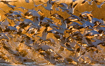 Snow geese {Anser / Chen caerulescens} flock taking off, Bosque del Apache, New Mexico, USA, January