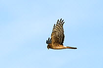 Northern hen harrier {Circus cyaneus} female in flight, looking down, searching for food, Bosque del Apache, New Mexico, USA, January