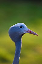 Blue Crane {Grus / Anthropoides paradisea} captive, National bird of South Africa