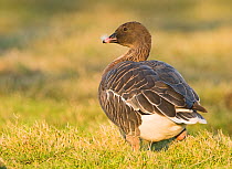 Pink footed goose {Anser brachyrhynchus} North Norfolk, UK, January