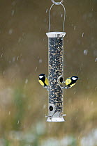 Great tit {Parus major} on bird seed feeder in snow, Norfolk, UK