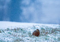 European brown hare {Lepus europaeus} crouched on game cover strip on edge of winter wheat field in snow, Norfolk, UK, January