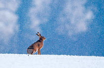 European brown hare {Lepus europaeus} on winter wheat field in snow, Norfolk, UK, January. Small repro only