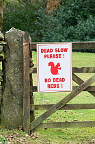 Sign warning drivers to slow down for Red squirrels, near Derwent Water, Lake District, Cumbria, UK