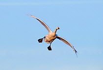 Bewick's swan (Cygnus columbianus) coming in to land, Slimbridge, Gloucestershire, UK, February