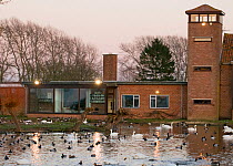 Wildfowl including Bewick's swans at dusk in front of buildings, Slimbridge WWT, Gloucestershire, UK, February 2009