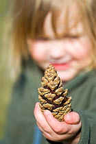 Girl holding pine cone, Norfolk, UK, April, model released