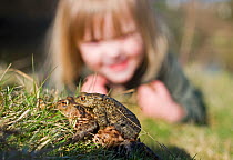 Child looking at Common european toad (Bufo bufo) pair in amplexus, Norfolk, UK, April, model released