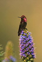 Anna's hummingbird (Calypte anna) perched on flower head, San Diego, California, USA, April