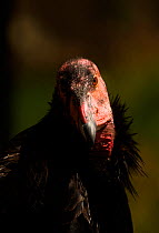 Californian condor (Gymnogyps californianus) portrait, Arizona, USA