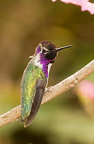 Costa's hummingbird (Calypte costae) perched on branch, California, USA