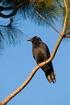 American crow (Corvus brachyrhynchos) perched on branch, San Diego, California, USA