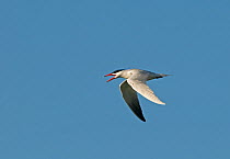 Caspian tern (Hydroprogne caspia) in flight calling, Salton Sea, California, USA, April