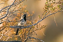Male Black throated sparrow (Amphispiza bilineata) singing, Joshua Tree NP, California, April