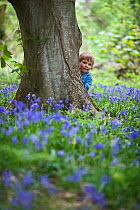 Child looking out from behind tree trunk in woodland with a Bluebell cover, Norfolk, UK, May, model released