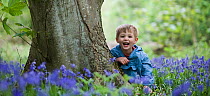 Child playing amongst Bluebells, Norfolk, UK, May, model released