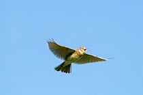 Skylark (Alauda arvensis) in flight singing, Kelling, Norfolk, UK, April