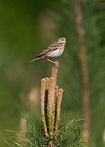 Tree pipit (Anthus trivialis) perched at the top of a tree, Brecks, Norfolk, UK, May