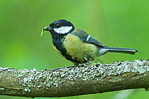 Great tit (Parus major) perched on branch with caterpillar in its beak, Norfolk, UK, June