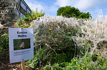Communal larvae webs of White ermine moths (Spilosoma lubricipeda) on bushes in housing estate, Thetford, Norfolk, UK, May 2009