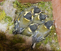 Great tit (Parus major) brood close to fledging in nest box, Norfolk, UK, June
