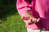 Child holding a Harvest mouse (Micromys minutus) Norfolk, UK, model released