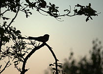 Nightjar (Caprimulgus europaeus) silhouetted on song post at dusk, Norfolk, UK, June