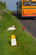 Mute swan (Cygnus olor) nesting on roadside verge with a bus driving past, sign n a cone to warn motorists to slow down, Cley, Norfolk, UK, May 2009