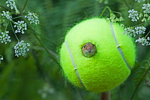 Harvest mouse (Micromys minutus) looking out of tennis ball being used as nest in a nature reserve, Norfolk, UK, June