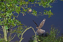 Nightjar (Caprimulgus europaeus) landing on song post in oak tree, Norfolk, UK, June