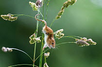 Harvest mouse (Micromys minutus) climbing down grass, in nature reserve after being released as part of re-introduction program, Norfolk, UK, June