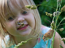 Child watching Harvest mouse (Micromys minutus) being released as part of re-introduction program, Norfolk, UK, June, model released