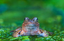 Common frog (Rana temporaria) in garden, Norfolk, UK, June