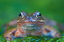 Common frog (Rana temporaria) portrait, in garden, Norfolk, UK, June
