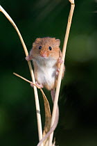 Harvest mouse (Micromys minutus) on Barley, Norfolk, UK, July