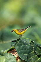 Male Yellow wagtail (Motacilla flava) with food for young in nest under cabbage leaf, Lincolnshire, UK, July