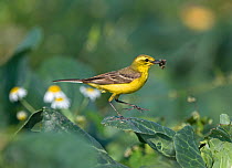Male Yellow wagtail (Motacilla flava) with food for young in nest under cabbage leaf Lincolnshire, UK, July
