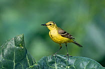 Male Yellow wagtail (Motacilla flava) perched on cabbage leaf, Lincolnshire, UK, July